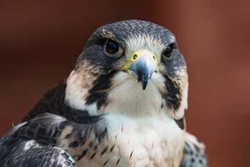 The Peregrine Falcon (Falco peregrinus).