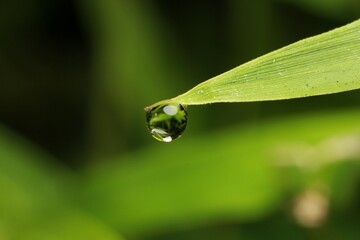 water drops on green leaf