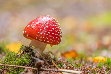 Fly agaric mushroom