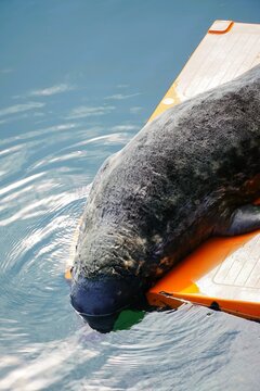 sea lion, seal in the sea in eyemouth harbour, uk, on a plastic island