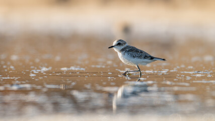 Chorlitejo patinegro, Charadrius alexandrinus, Ave, Cádiz, ave, animal, naturaleza, pico, fauna
