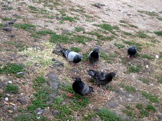 pigeon on the grass