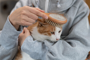 猫にブラシをかける　茶トラ白