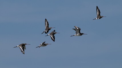 Aguja colinegra, Limosa limosa, ave, cádiz, animal, naturaleza, pico, fauna