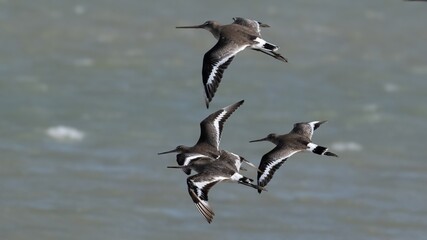 Aguja colinegra, Limosa limosa, ave, cádiz, animal, naturaleza, pico, fauna