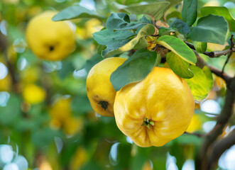 Ripe golden yellow quince fruits on tree close-up. Blurred orchard full of fruits at the background.