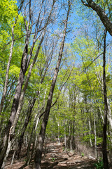 眩しい新緑の森