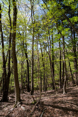 眩しい新緑の森
