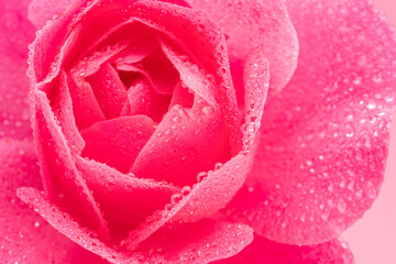 Tender petals of pink rose or Bulgarian rose covered with water drops close up. Beauty of nature background concept.