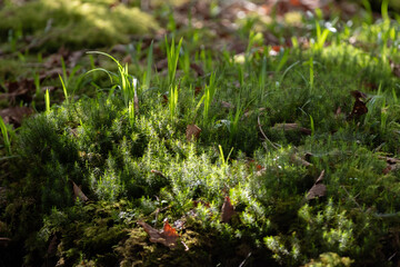 ふわふわな苔をマクロレンズで撮影