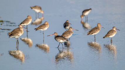 Aguja colinegra, Limosa limosa, ave, cádiz, animal, naturaleza, pico, fauna