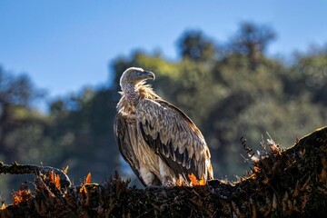 Majestic vulture perched on a branch.