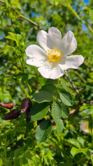 blooming bush of wild roses in sunlight