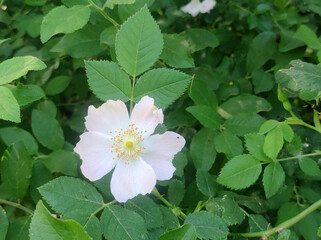 blooming bush of wild roses in sunlight