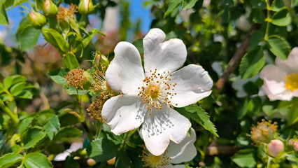 blooming bush of wild roses in sunlight