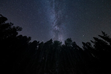 Naklejka premium Night forest astrophoto. Silhouettes of spruce trees, starry sky and milky way. Taevaskoja.