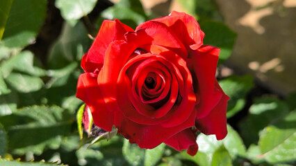 colorful blooming roses in the garden and park in springtime