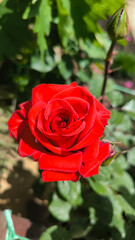 colorful blooming roses in the garden and park in springtime