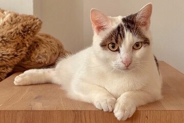White persian cat