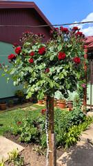 blooming red tree roses bush growing in the garden