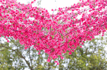 Pink cherry blossoms on blurred green leaves background