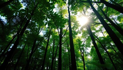 Naklejka premium tall trees jungle hd pictures with background showing dense foliage, sunlight filtering through, and vibrant green tones