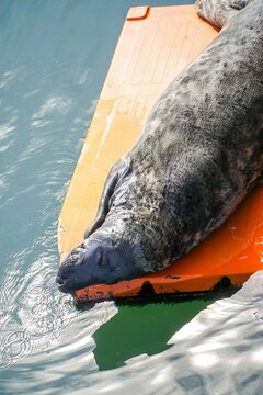 seal in eyemouth harbour, uk