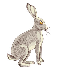 Wild hare hand drawn vector illustration