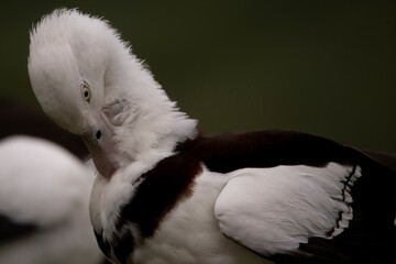 The Radjah Shelduck (Radjah radjah).