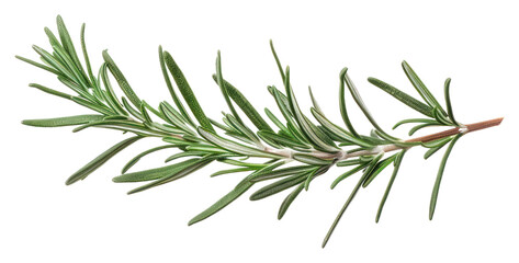 Obraz premium PNG Fresh rosemary herb isolated twig