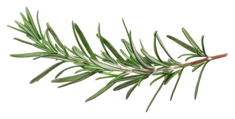 PNG Fresh rosemary herb isolated twig