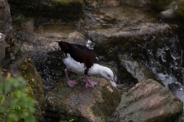The Radjah Shelduck (Radjah radjah).