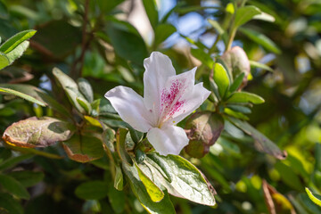 緑に調和する白いアザレアの花