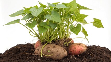 Sweet potato sprouts growing from the base of a mature plant, agriculture, sweet potato, farm scene, natural light, verdant fields