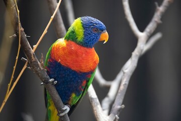 The colourful Rainbow Lorikeet (Trichoglossus moluccanus)