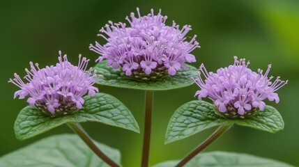 Obraz premium Beautiful close-up of vibrant purple flowers showcasing delicate petals and lush green leaves in a natural outdoor setting, perfect for nature and botanical themes.