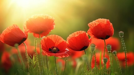 Fototapeta premium Vibrant Red Poppies Blooming in a Sunlit Meadow Under a Soft Golden Glow, Capturing the Essence of Nature's Beauty in Springtime