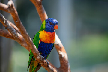 The colourful Rainbow Lorikeet (Trichoglossus moluccanus)