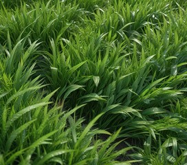 Obraz premium intricate patterns on individual blades of green grass, patterns, close-up, macro photography
