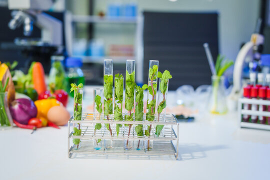A modern research lab focused on plant genetic engineering, enhancing food and meat production. The lab is equipped with advanced cameras, capturing experiments and innovations.No people are present