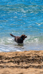 Chocolate-colored Labrador retriever playing in the sea water shaking off the water near the shore on a sunny day at the beach.