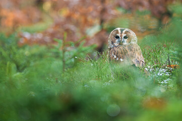 A tawny owl perched silently in the heart of the autumn forest