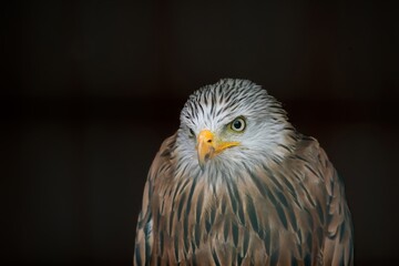 The Red Kite (Milvus milvus).