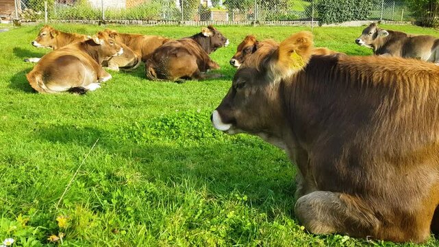 Herd of young cute calves resting and chewing cud in green pasture on a sunny day in Bern Switzerland