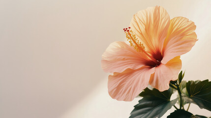 Obraz premium Elegant hibiscus flower in soft pastel tones