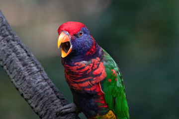 Brightly colored Lorikeet with its head cocked, perched on a branch in Edward Youde Aviary in Hong...