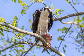Osprey (Pandion haliaetus) perched on branch, wings spread. Holding fish in talons. At Lake Apopka, near Orlando, Florida.
