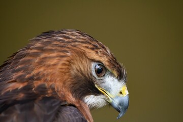 The RedTailed Hawk Buteo Jamaicensis