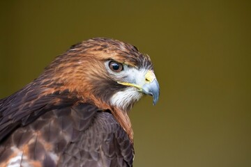 The Red-Tailed Hawk (Buteo jamaicensis).