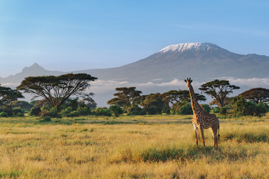 Fototapeta Giraffe on African savanna against Mount Kilimanjaro